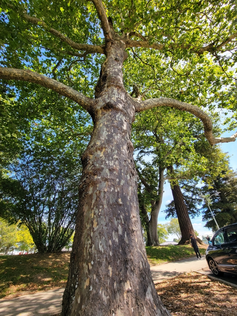London Plane Tree