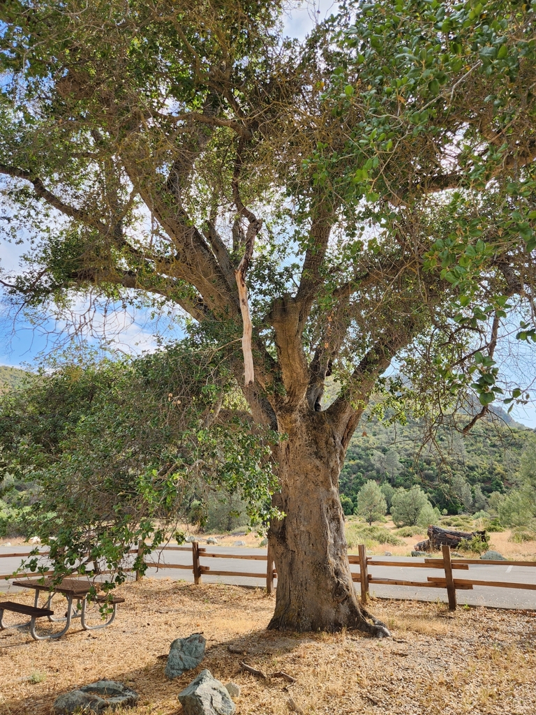 Coast Live Oak