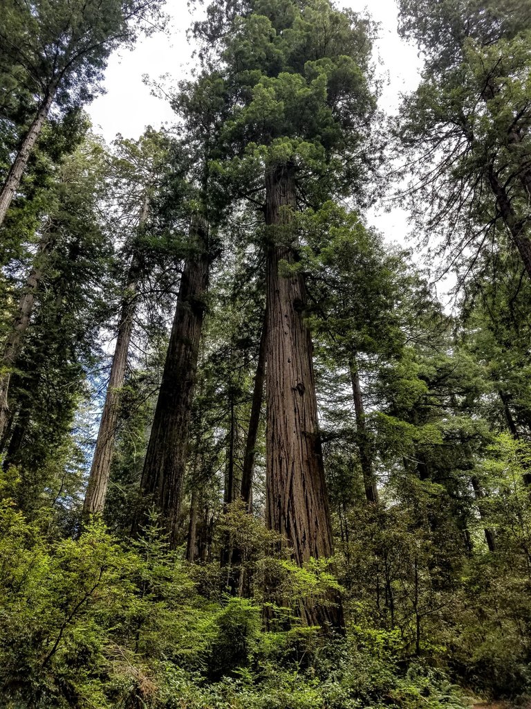 Coast Redwood